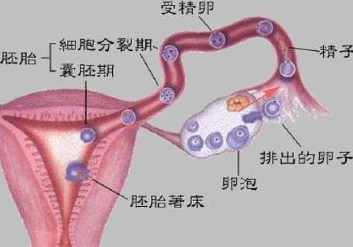 試管嬰兒價格明細(xì)表